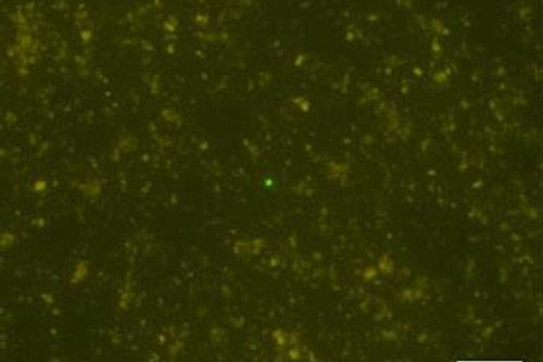 Trái Đất có một dạng sống mới, trú ẩn ở nơi nóng hơn nước sôi