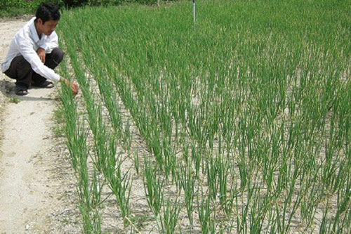 Kỹ thuật trồng và chăm sóc tỏi cho năng suất vượt trội