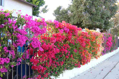 Cách chăm sóc cây hoa giấy cho ra hoa quanh năm