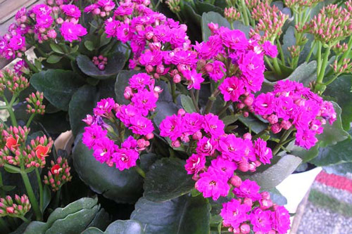 Kỹ thuật trồng cây sống đời ra hoa đẹp