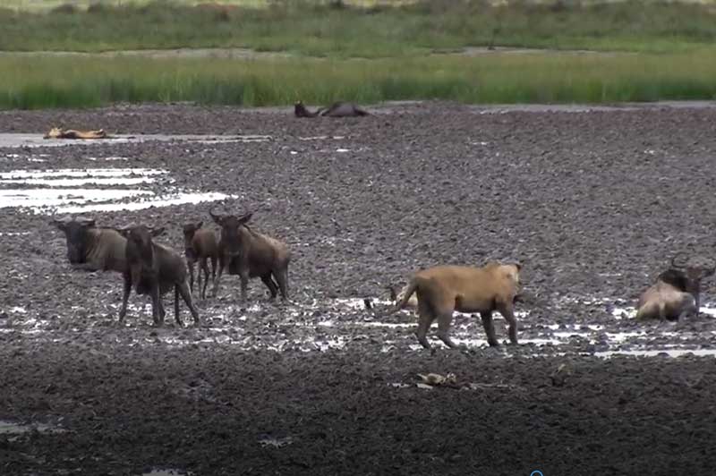 CLIP: Sư tử cái săn đàn linh dương đầu bò bị mắc lầy