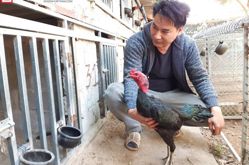 Bỏ doanh nghiệp về quê nuôi gà chọi thu nửa tỷ đồng mỗi năm