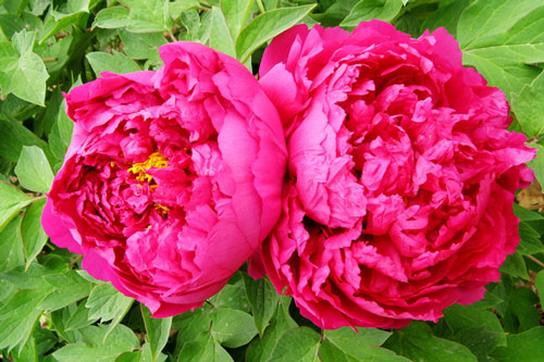 Kỹ thuật trồng mẫu đơn ra hoa quanh năm