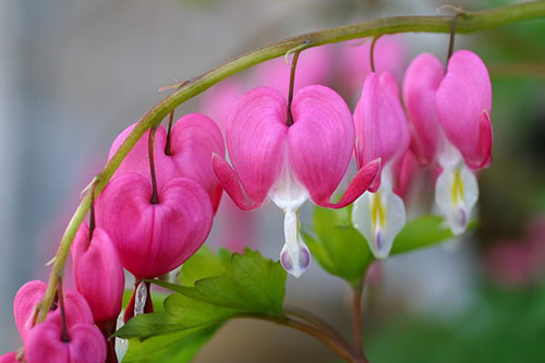 Kỹ thuật trồng và chăm sóc hoa tigon cho tường nhà rực rỡ đón Xuân