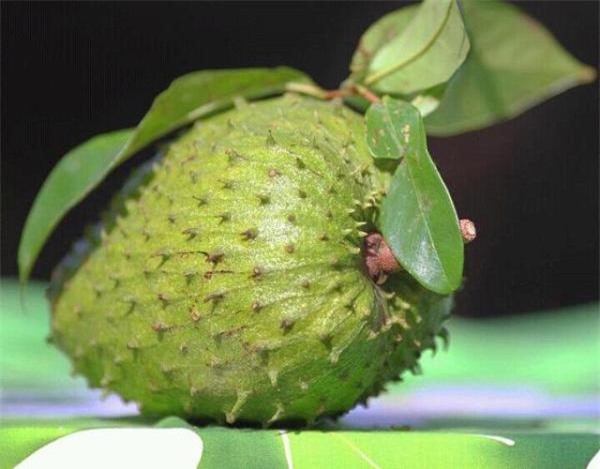 Mãng cầu có công dụng tuyệt vời trong việc làm đẹp Mãng cầu có công dụng tuyệt vời trong việc làm đẹp