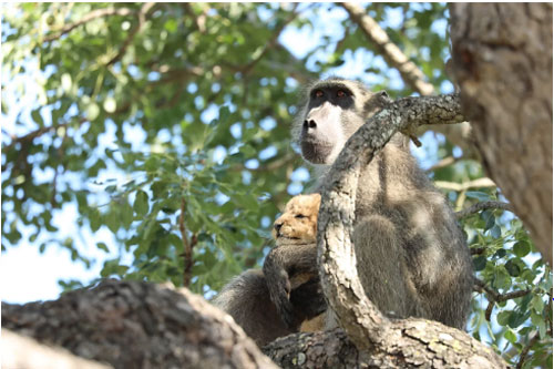 Khỉ đầu chó cắp sư tử con, tái hiện cảnh phim 'Vua sư tử' gây thích thú