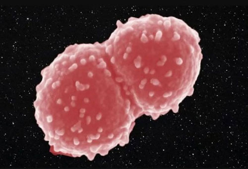 Loại vi khuẩn nào sống cả năm ngoài vũ trụ?