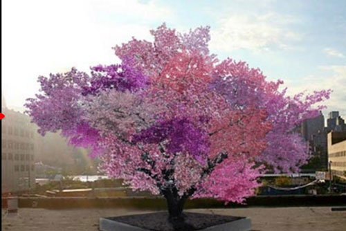 Giống cây kỳ lạ cho tới 40 loại quả khác nhau