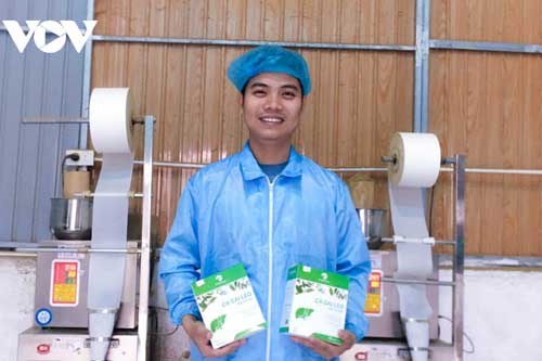 Chàng trai xứ Nghệ kiếm tiền tỷ từ cây cà gai leo