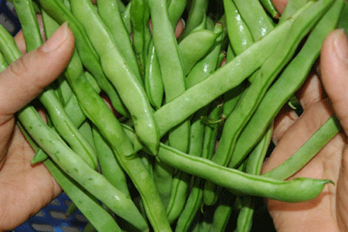 Cách chọn cần tây, đậu cô ve tươi ngon cho ngày lạnh