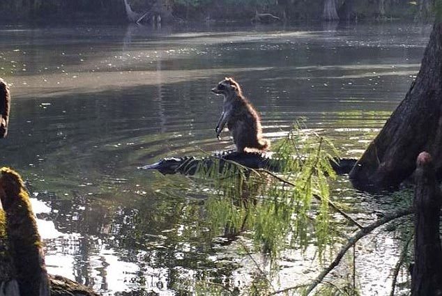 Kinh ngạc khi nhìn thấy cảnh cá sấu "cõng" gấu mèo vượt sông