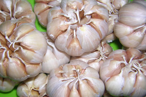 Cách chọn mua tỏi ngon và bảo quản tỏi lâu