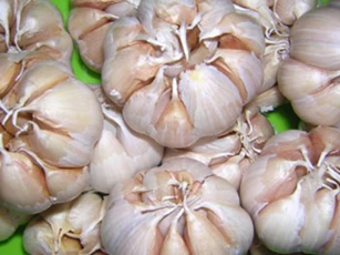 Cách chọn mua tỏi ngon và bảo quản tỏi lâu