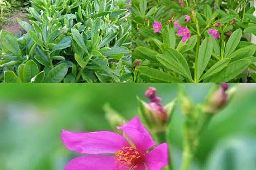 Cây sâm đất vừa ăn vừa trị bệnh thần kỳ, trồng cực đơn giản tại nhà