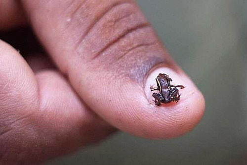 Loài động vật nào có xương sống nhỏ nhất thế giới?