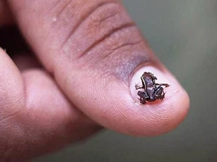 Loài động vật nào có xương sống nhỏ nhất thế giới?