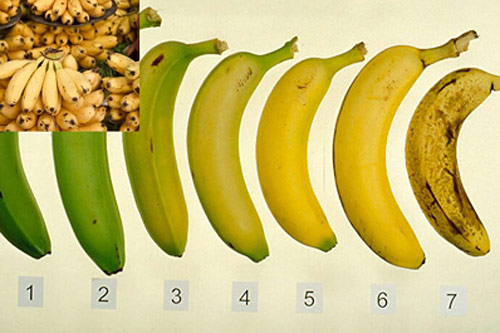 Mẹo chọn chuối chín tự nhiên đơn giản nhất không phải ai cũng biết
