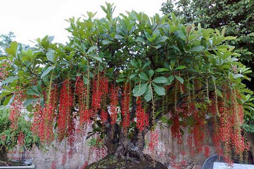 Trồng cây phong thủy ở sân vườn vừa giúp đẹp nhà lại mang tài lộc