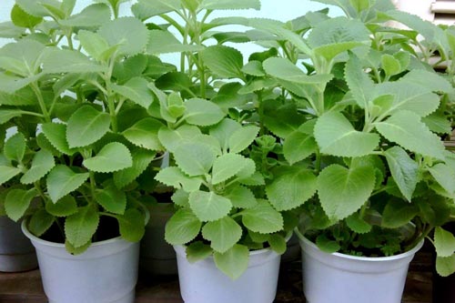 Kỹ thuật trồng cây húng chanh đuổi muỗi tiện lợi