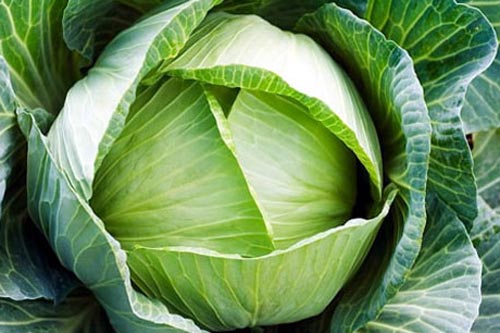 Ít ai ngờ loài rau dân dã này lại có thể duy trì sắc đẹp cho chị em phụ nữ