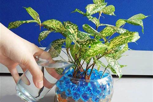 Kỹ thuật trồng cây cảnh thủy canh dễ dàng