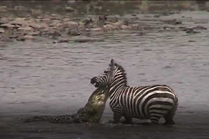 CLIP: Ngựa vằn vật lộn với cá sấu để giành mạng sống