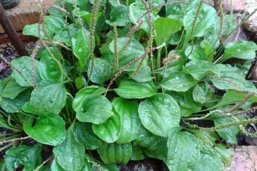 Cây Mã đề trồng được ở vườn nhà vừa làm rau ăn vừa làm cây thuốc chữa 'bách bệnh'