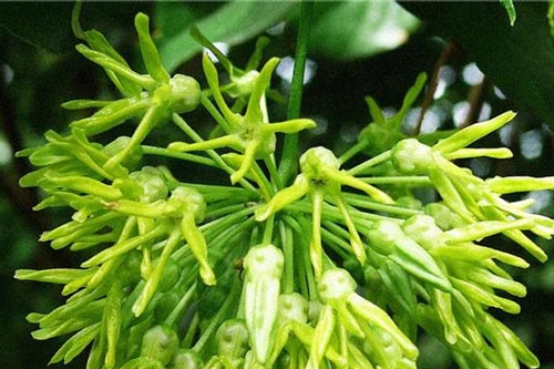 Hoa Thiên Lý: Vị thuốc chữa bệnh không nhiều người biết