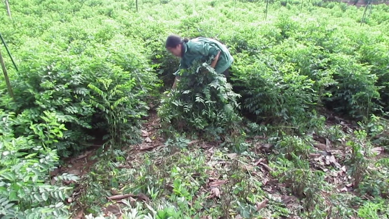 Kỹ thuật trồng cây rau ngót mang năng suất cao.Ảnh minh họa 