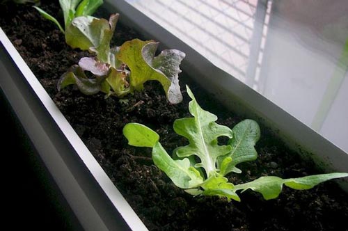 Học cách trồng rau trong hộp dễ dàng, tiện lợi suốt mùa đông