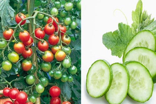 Cấm kỵ ăn cà chua và dưa chuột, đây là lý do đọc ngay kẻo muộn