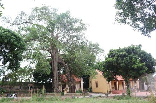 Sự tích về cây đa nở hoa gạo ở ngôi đền cổ ven sông Hồng