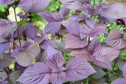 Trồng cây tía tô không chỉ để muỗi ‘cút xéo’ khỏi nhà mà còn là cây thuốc cực quý