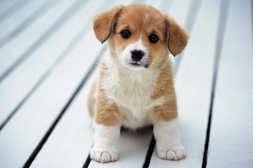 Giải mã giấc mơ về các con vật: Chim mang hạnh phúc, rắn báo tin vui về tài lộc