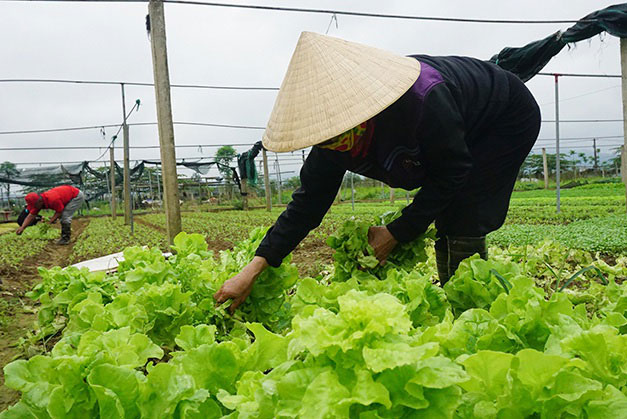 EVFTA: Không có cơ hội nếu không hiểu luật chơi