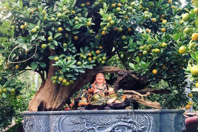 Quất cảnh gỗ lũa tại nhà vườn Tứ Liên có giá lên đến 50 triệu đồng