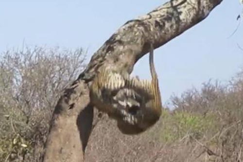 Báo 'tẩn nhau' ngã từ trên cây xuống đất: Chiến tiếp