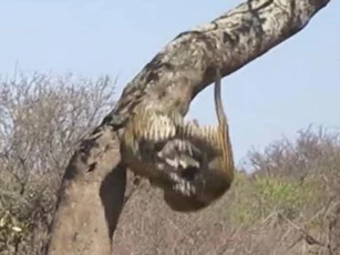 Báo 'tẩn nhau' ngã từ trên cây xuống đất: Chiến tiếp