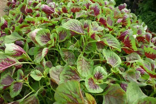 Cách trồng rau dền sạch và nhanh được ăn