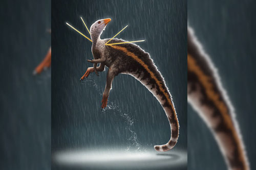 Loài khủng long kích cỡ như con gà có những đặc điểm kỳ lạ chưa từng thấy