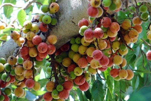 Công dụng trị bệnh và phòng chống ung thư tuyệt vời từ quả sung