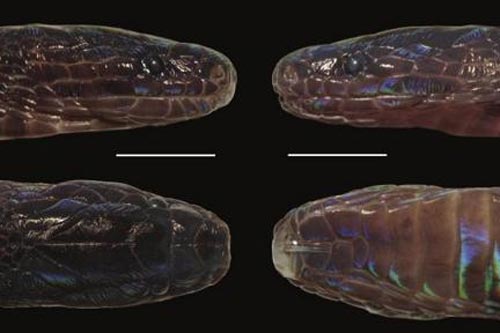 Phát hiện loài rắn vảy óng ánh cực hiếm tại Việt Nam