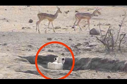 Tưởng "ngon ăn", sư tử nhận kết không thể "mất mặt" hơn