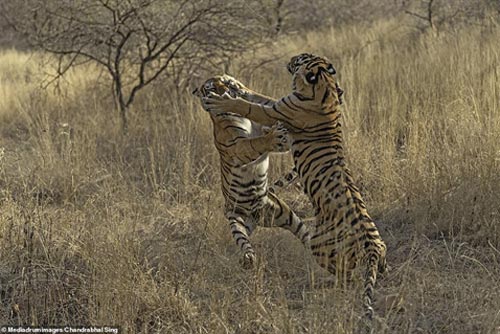 Mẹ con hổ dữ đánh nhau tơi tả: Vì sao nên nỗi?