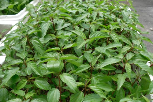 Kỹ thuật trồng cây rau đay xanh tốt trong thùng xốp