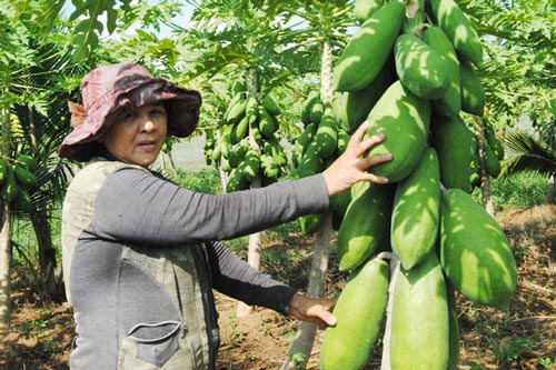 Kỹ thuật trồng cây đu đủ cho trái sai quanh năm, ít sâu bệnh