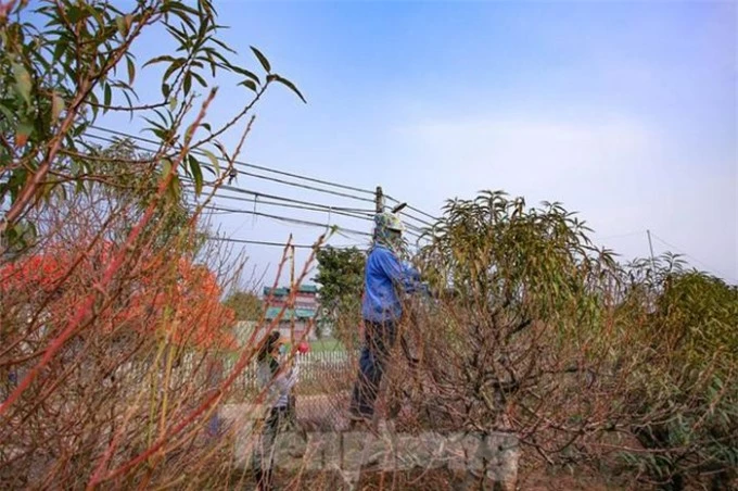   Làng đào Nhật Tân - Quảng Bá là làng trồng hoa nổi tiếng của Hà Nội.Từ lâu đã trở thành thương hiệu của đất Hà Thành và trở thành thứ không thể thiếu trong mỗi dịp tết đến.  