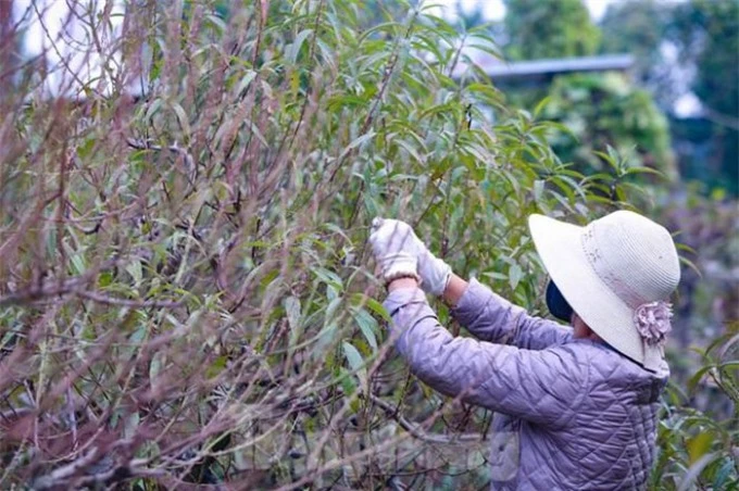   Các công đoạn tuốt lá được thực hiện theo phương pháp thủ công hoàn toàn.  