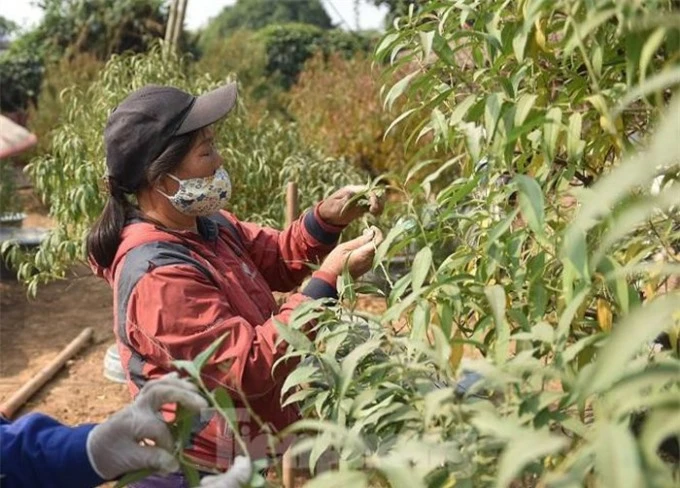   Người dân đi làm mùa vụ có công nhật khoảng 300 - 400 nghìn đồng tùy vào cây lớn hay cây nhỏ mà thời gian tuốt dài hay ít.  