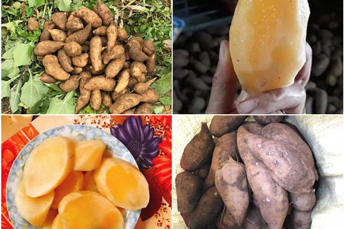 Sâm đất có tác dụng gì, bà bầu ăn được không?